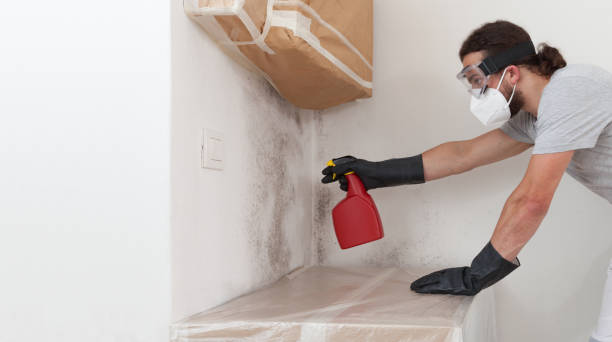 Professional Black Mold Removal technician working in Hempstead, TX